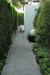 Selective focus on the green bush along the empty walkway