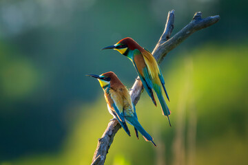Couple of European bee-eater (Merops apiaster) perched on a branch. Nature reserve of the Isonzo river mouth, Isola della Cona, Friuli Venezia Giulia, Italy. Copy space image.	