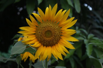 sunflower in the garden