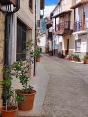 Flowers in the street