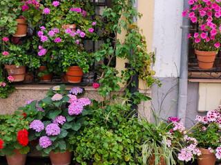 Flowers in the window