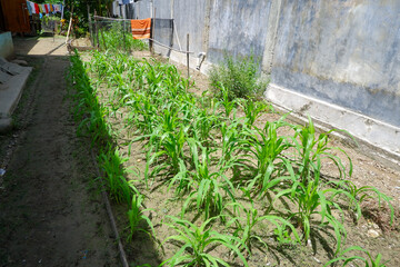 photo of corn plants in the yard