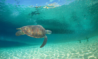 a sea turtle on a beach in the caribbean sea