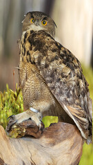 Portrait of eagle owl, Bubo bubo,
