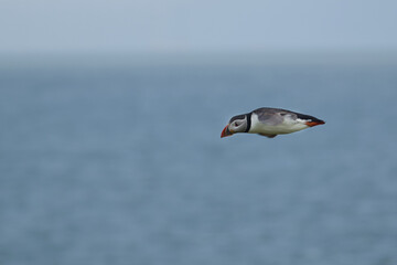 atlantic puffin flying in the air showing aerodynamic shape