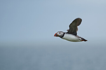 atlantic puffin flying in the air