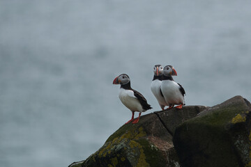 puffin group sitting on a rock