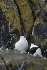 guillemots looking into camera
