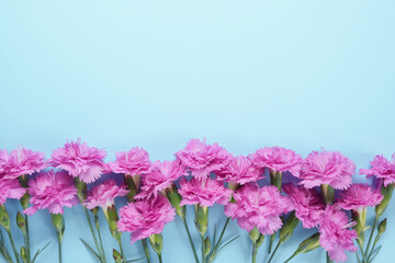 Beautiful fresh blooming  pinkcarnations isolated on bright blue background. Mothers day thanks design concept. Top view, flat lay,copy space. Close up, mock up.