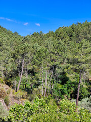 Trees in the meadows