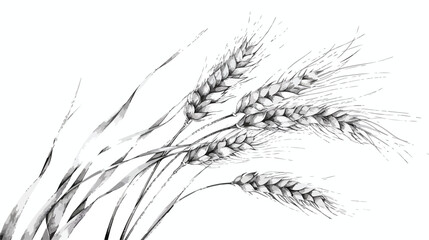 Elegant botanical drawing of wheat ear or spikelet. C