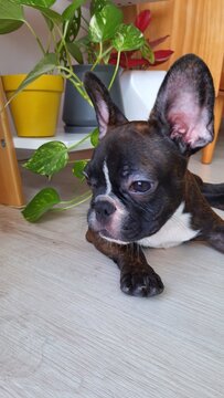 French buldog