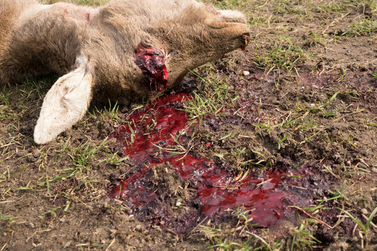close-up of the head of a dead sheep killed by a predator, eye pecked out, flowing blood, drastic photo, flowing blood, blood on the ground, predator's victim
