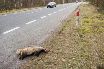 badger run over by a car, dead badger, on the roadside, collision victim, dead animal, roadkilled, passing car © LIMARIO
