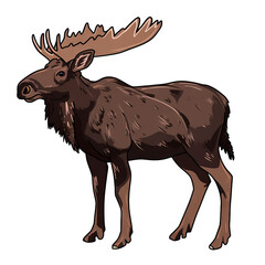 A realistic drawing of a moose, North America's largest deer