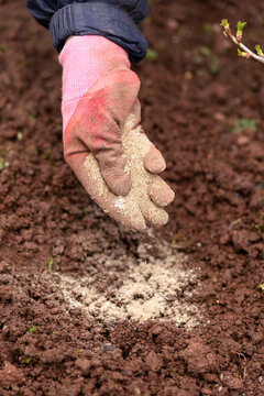 gardener applying Fish Blood and Bone Meal fertiliser organic spring garden food