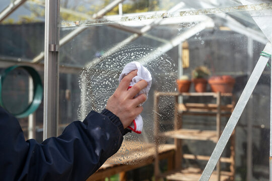 Cleaning the empty greenhouse with an antibacterial cleaner liquid, gardener spray it on the greenhouse wall for disinfection. Spring gardening work concept