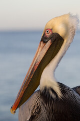 Brauner Pelikan in Florida, Südflorida Pelikan im Sonnenschein auf einem Steg