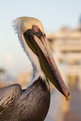 Brauner Pelikan in Florida, Südflorida Pelikan im Sonnenschein auf einem Steg