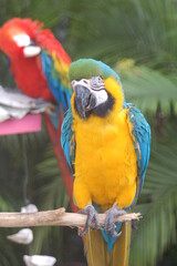 Blue-and-yellow macaw (Ara ararauna)
