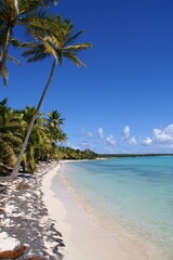 Coconut palm trees on the tropical beach in Marie-Galante. West Indies.
