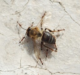 Honey bee on a white stone background. Close-up.

