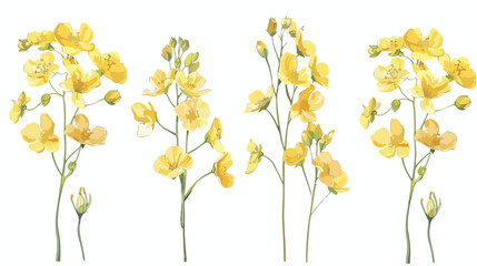 Four of detailed botanical drawings of blooming rapes