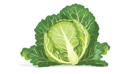 Fresh whole cabbage with green leaves. Head of raw le