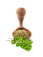 Oregano spice fresh and dry. Dry oregano in the wooden spoon.