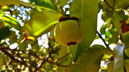 Mangosteen in the garden. Raw fruit on tree at Mekong Delta Vietnam. Close-up of leaves and baby mangosteen fruits on tree in the garden in Mekong Delta Vietnam.
