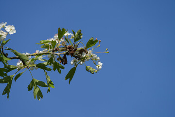 weiße Blüten vor blauem Himmel