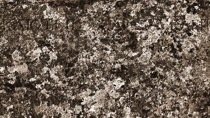 Sepia Toned Lichen Textured Surface Close-Up View