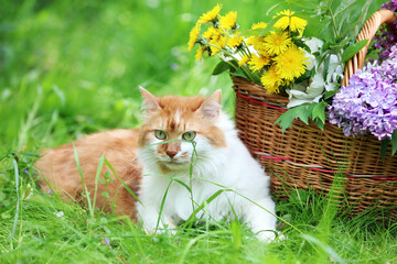 A cute red and white cat lies on the grass near a basket with dandelions and lilac flowers. The cat...