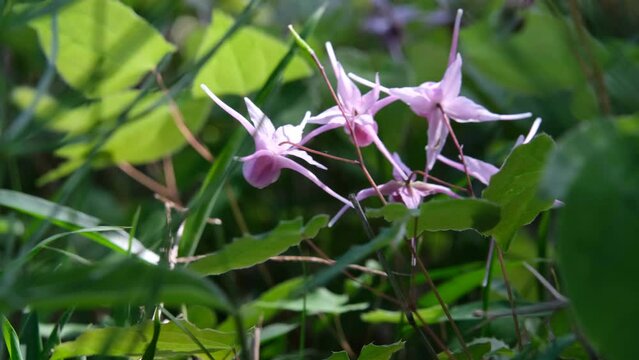 輝くイカリソウ