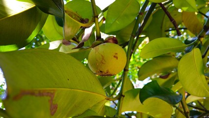 Mangosteen in the garden. Raw fruit on tree at Mekong Delta Vietnam. Close-up of leaves and baby mangosteen fruits on tree in the garden in Mekong Delta Vietnam.