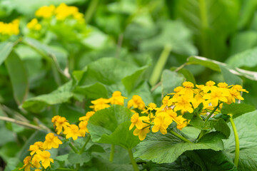 エゾノリュウキンカ