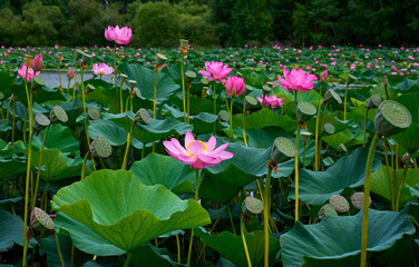 Lotus flower (Nelumbo, Nelumbo nucifera, Nelumbo komarovii)..Beautiful rare blooming lotus