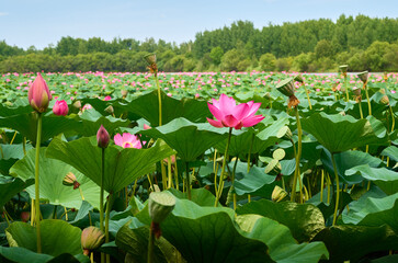 Lotus flower (Nelumbo, Nelumbo nucifera, Nelumbo komarovii)..Beautiful rare blooming lotus