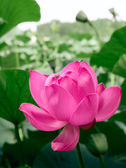 Lotus flower (Nelumbo, Nelumbo nucifera, Nelumbo komarovii)..Beautiful rare blooming lotus close-up