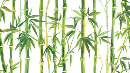 Green bamboo trees. Bamboo stems with leaves on white