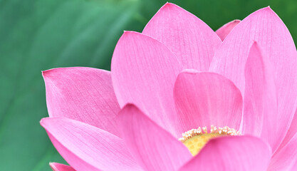 Lotus flower (Nelumbo, Nelumbo nucifera, Nelumbo komarovii)..Beautiful rare blooming lotus close-up