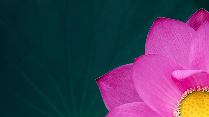 Lotus flower (Nelumbo, Nelumbo nucifera, Nelumbo komarovii)..Beautiful rare blooming lotus close-up