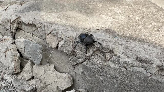 Close-up of a black dung beetle crawling on a concrete surface.