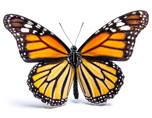 Fototapeta premium Monarchfalter isoliert auf weißen Hintergrund, Freisteller