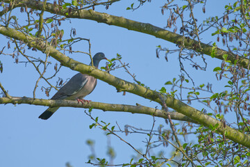 Taube im Baum
