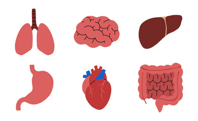 Human Organs 1 cute on a white background, vector illustration.