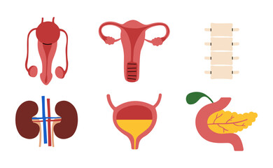 Human Organs 2 cute on a white background, vector illustration.