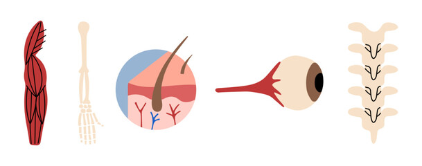 Human Organs 3 cute on a white background, vector illustration.