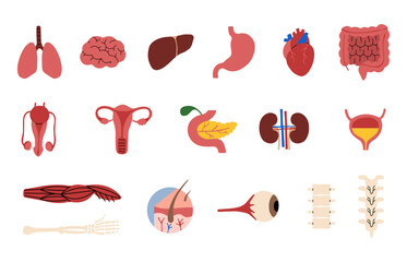 Human Organs collection 2 cute on a white background, vector illustration.