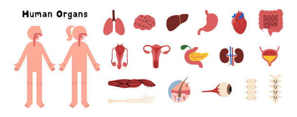 Human Organs collection 1 cute on a white background, vector illustration.